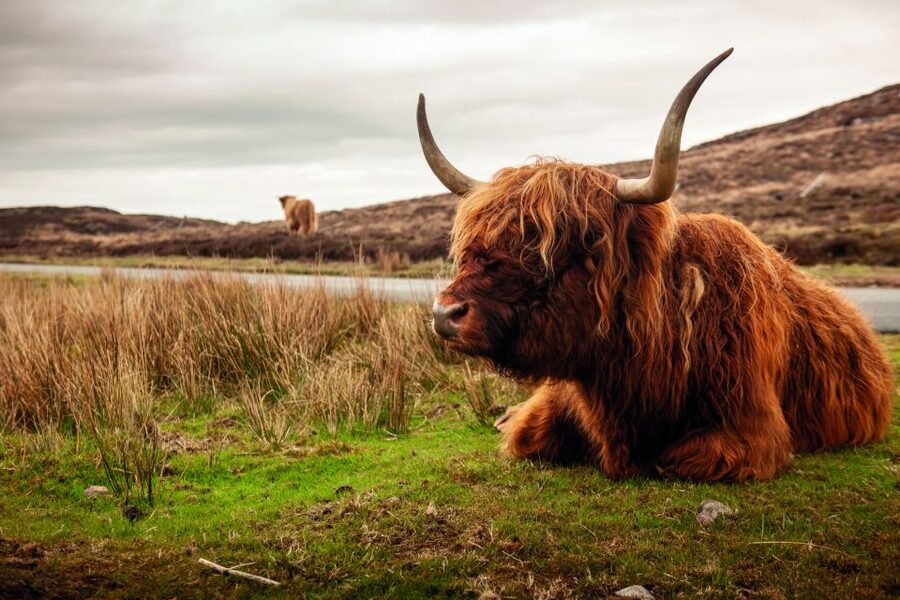 From Inverness: 3-Day Orkney Explorer - FAQ