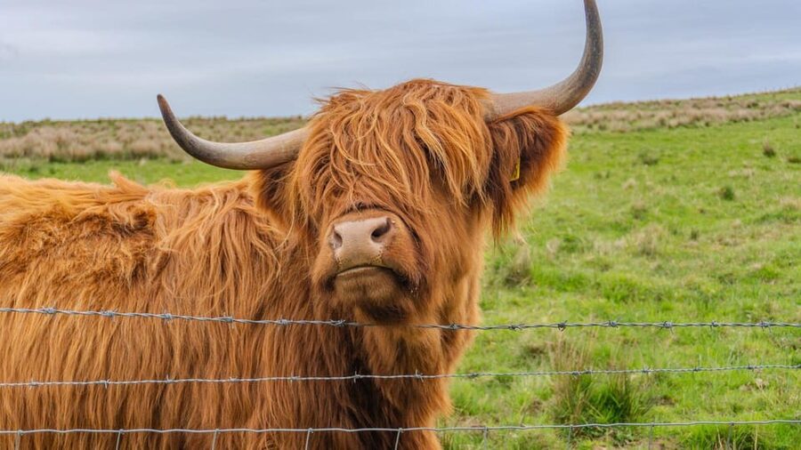 From Inverness: Cawdor Castle and Cairngorms National Park - Why this Highland day works so well