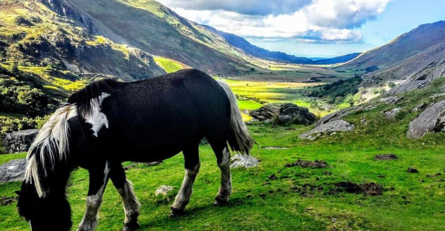 From Manchester: North Wales Sightseeing Adventure Day Trip - The driver-guides are a major part of the day