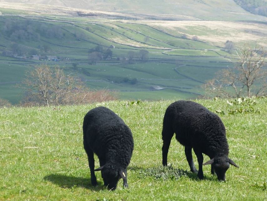 From York: Full-Day Yorkshire Dales Tour - Why this York day trip works