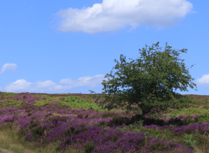 From York: North Moors and Whitby Tour - Who should book this Yorkshire day out?