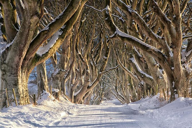 Giant's Causeway and more including Titanic Experience Ticket Tour from Belfast - The Dark Hedges: a short stop with a narrow purpose