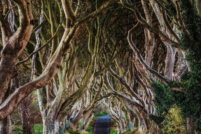 Giant's Causeway Full Day Tour from Belfast - A quick photo stop at the Dark Hedges