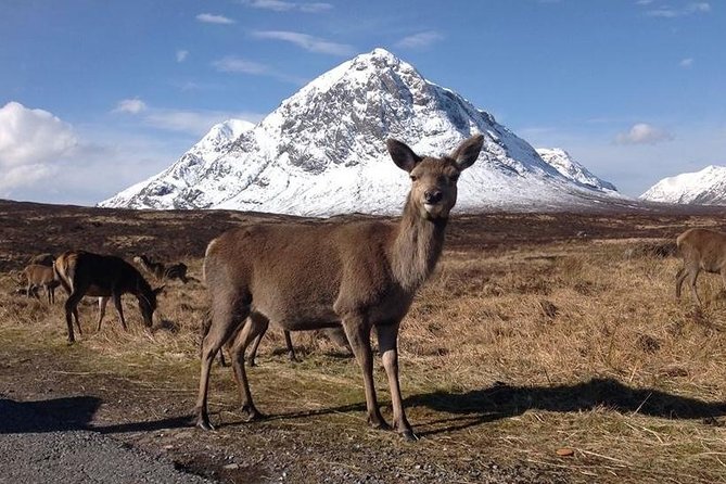Glasgow: Loch Ness, Glencoe, and the Highlands Day Tour - Group size, comfort, and practical planning