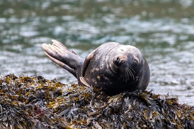 Guided Wildlife and Sea Cave Kayak Safari in English Riviera - Key points to know before you book