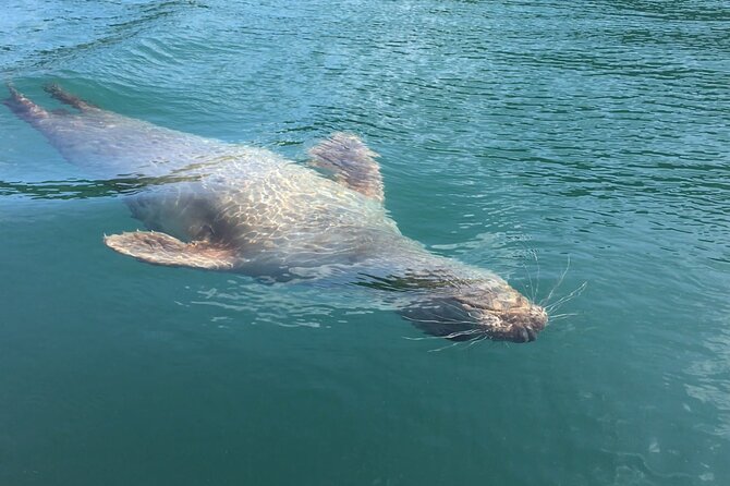 Guided Wildlife and Sea Cave Kayak Safari in English Riviera - Meeting at Oddicombe Beach at 10am