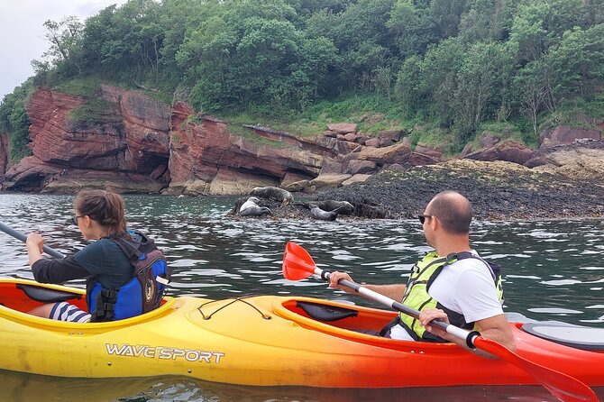 Guided Wildlife and Sea Cave Kayak Safari in English Riviera - Seals, birds, and the luck of the tide