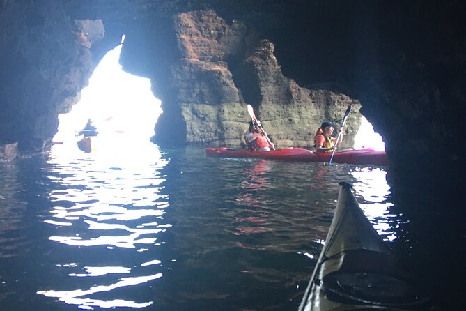 Guided Wildlife and Sea Cave Kayak Safari in English Riviera - Fossils, wild food, and a beach fire