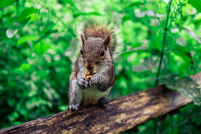 Half-day Forest Bathing and Yoga in Brighton's Woodlands - A gentle yoga start for mixed abilities