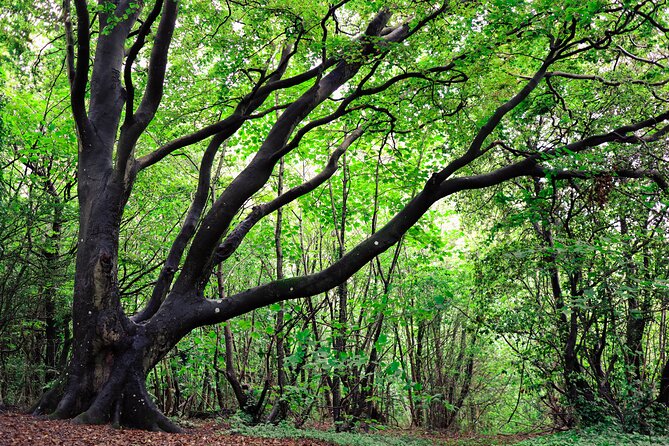 Half-day Forest Bathing and Yoga in Brighton's Woodlands - Who will get the most from this experience?