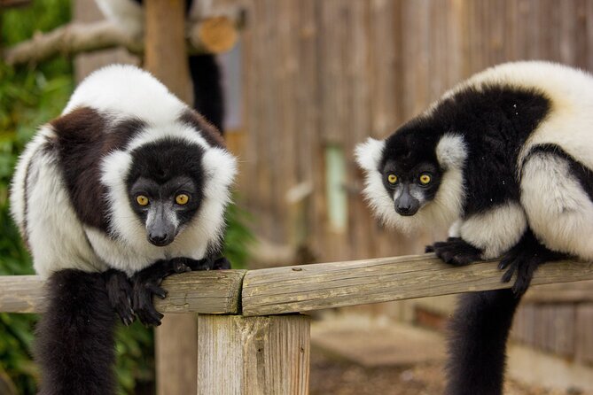 Howletts Day Ticket - A 90-acre animal park with a serious purpose