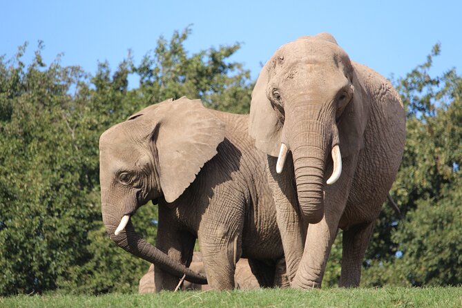 Howletts Day Ticket - Should you book Howletts?