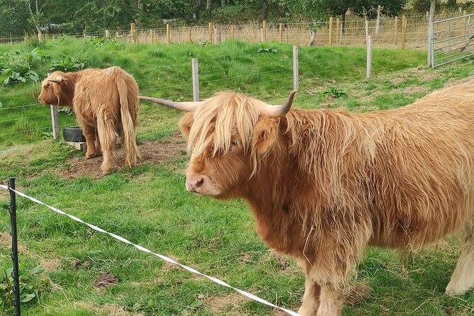 Invergordon Shore Excursion Highland Bucket List Tour - Great Glen Distillery and a local tasting
