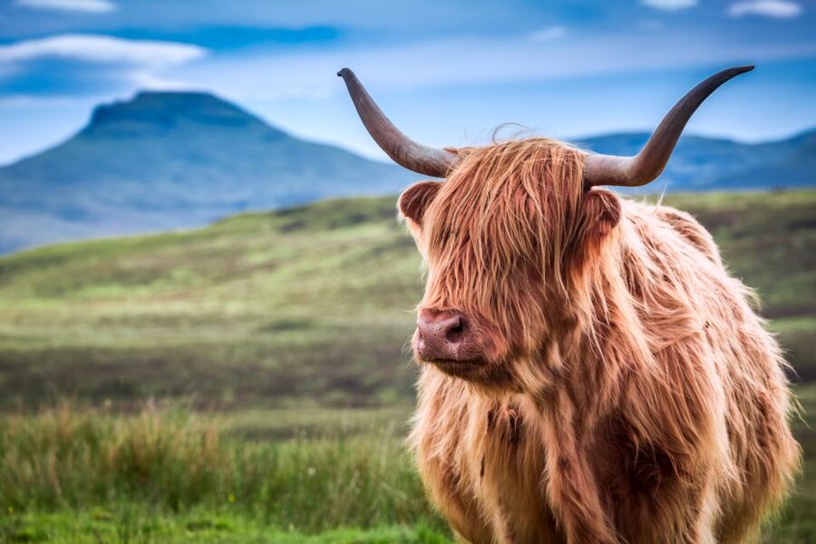 Inverness: Isle of Skye and Eilean Donan Castle Day Trip - The guides make a real difference