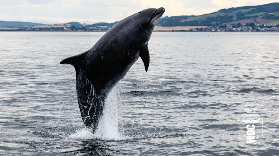 Inverness: Wildlife Watching Cruise to Chanonry Point - Leaving Inverness Marina for the firth