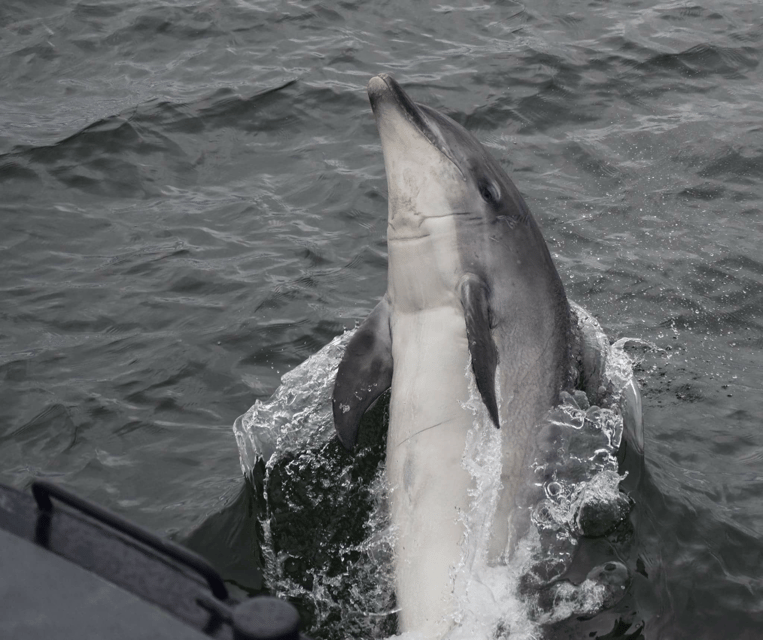 Inverness: Wildlife Watching Cruise to Chanonry Point - The Chanonry Point lighthouse and Highland views