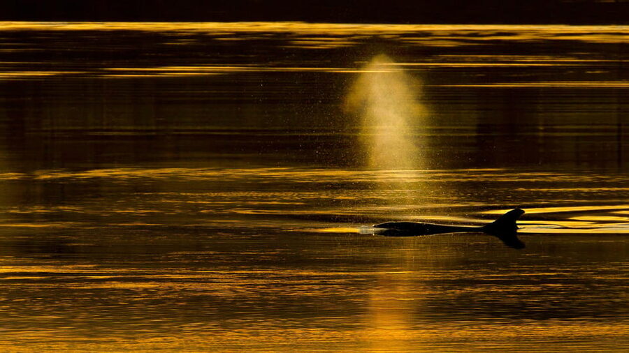 Inverness: Wildlife Watching Cruise to Chanonry Point - Local stories between wildlife sightings