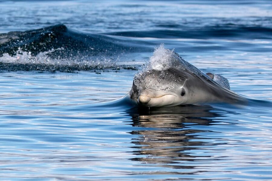 Inverness: Wildlife Watching Cruise to Chanonry Point - Booking and weather tips