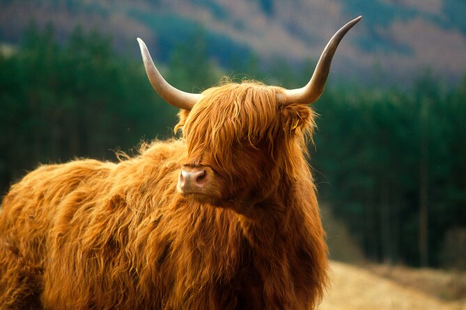 Isle of Skye Full Day Private Tour from Inverness - Crossing to Skye and stopping in Portree