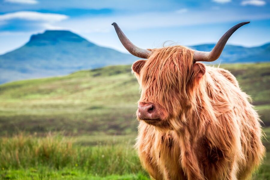 Isle of Skye & The Highlands: 3-Day Guided Tour from Glasgow - Culloden and the Jacobite past