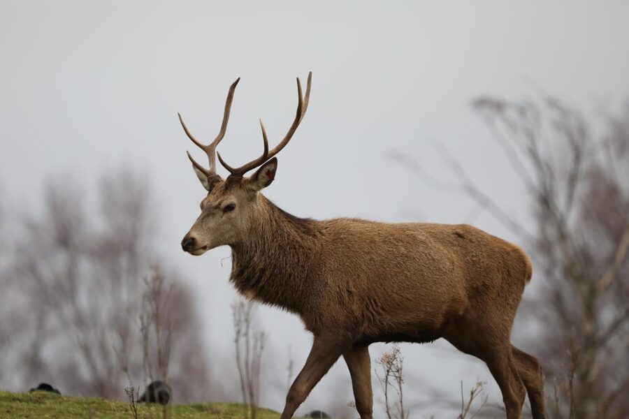 Kingussie: Highland Wildlife Park Entry Ticket - Why the park feels different from a standard zoo