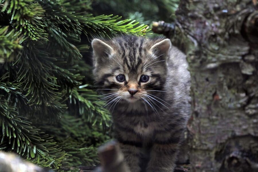 Kingussie: Highland Wildlife Park Entry Ticket - Should you book Highland Wildlife Park?