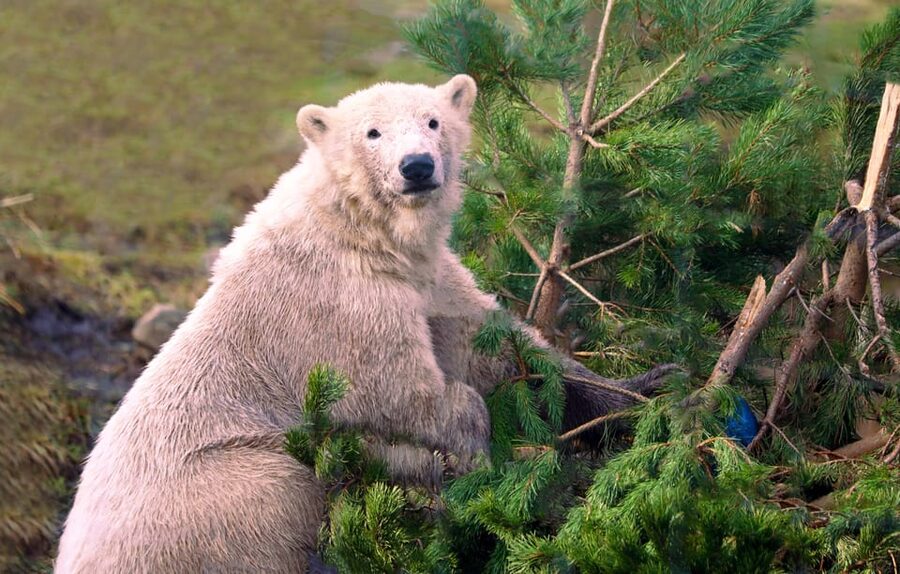 Kingussie: Highland Wildlife Park Entry Ticket - Walk to polar bears, big cats, and Scottish natives