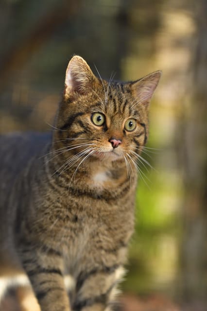 Kingussie: Highland Wildlife Park Entry Ticket - Plan breaks around the Highlands setting