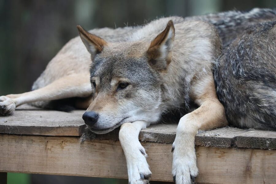 Kingussie: Highland Wildlife Park Entry Ticket - Who should book this experience