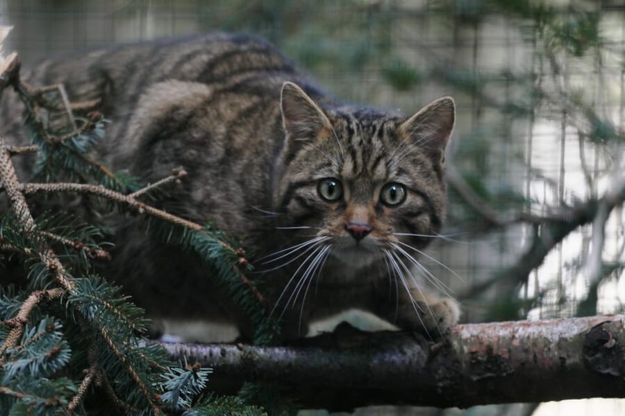 Kingussie: Highland Wildlife Park Entry Ticket - Practical ways to make the day better