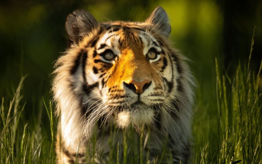 Knowsley: Safari Entry Tickets - Driving through Knowsley’s 550-acre safari park
