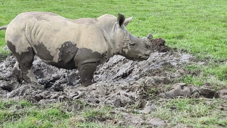 Knowsley: Safari Entry Tickets - Animal talks and displays add useful context
