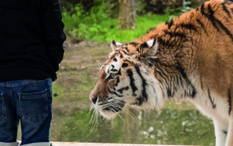 Knowsley: Safari Entry Tickets - What costs extra, and what the ticket covers