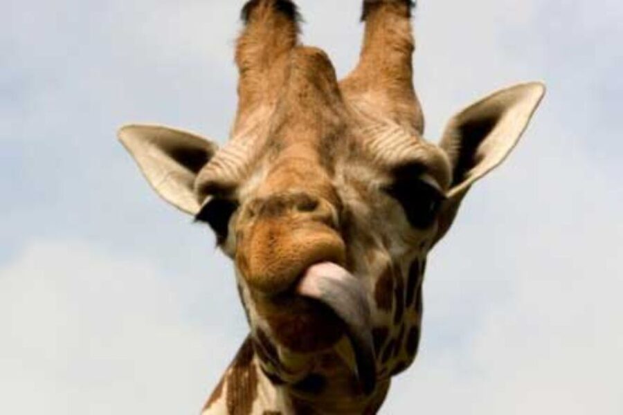 Knowsley: Safari Entry Tickets - Getting there, mobility, and practical comfort
