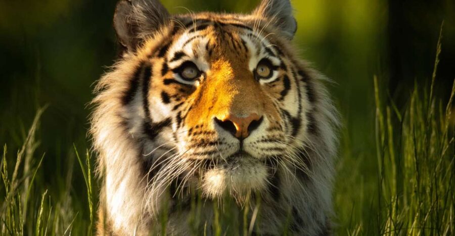 Knowsley: Safari Entry Tickets - Lions, baboons, rhinos, and camels from your own car