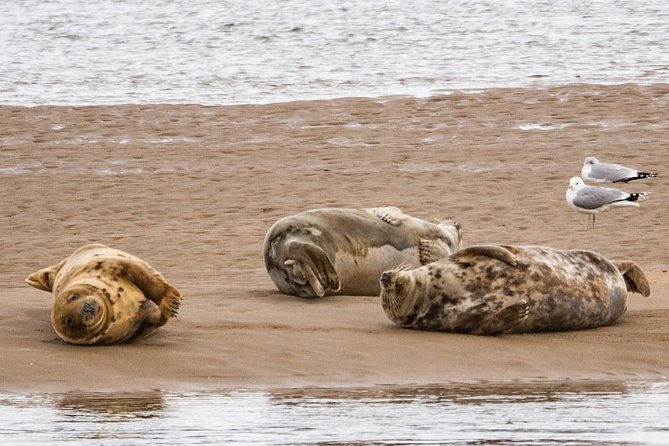 Legendary Dunrobin Castle Tour - Loch Fleet brings wildlife into the drive