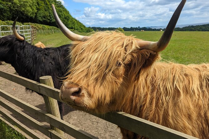 Loch Lomond, Highland Cows, Victorian Town, Castle Half-Day Tour - Why this five-hour route works