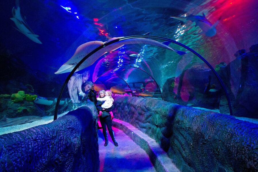 Loch Lomond: Sea Life Entrance Ticket - Key points to know before you go
