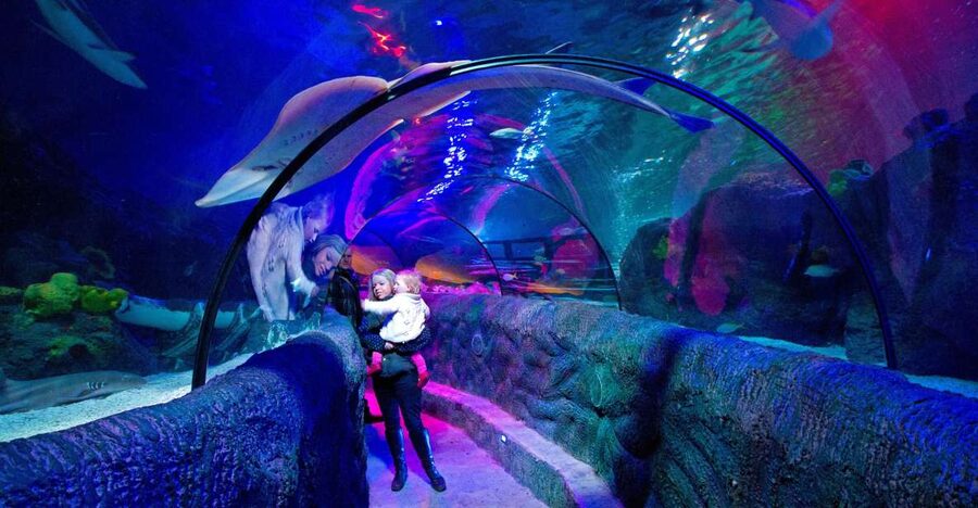 Loch Lomond: Sea Life Entrance Ticket - From Loch Lomond shores to tropical seas