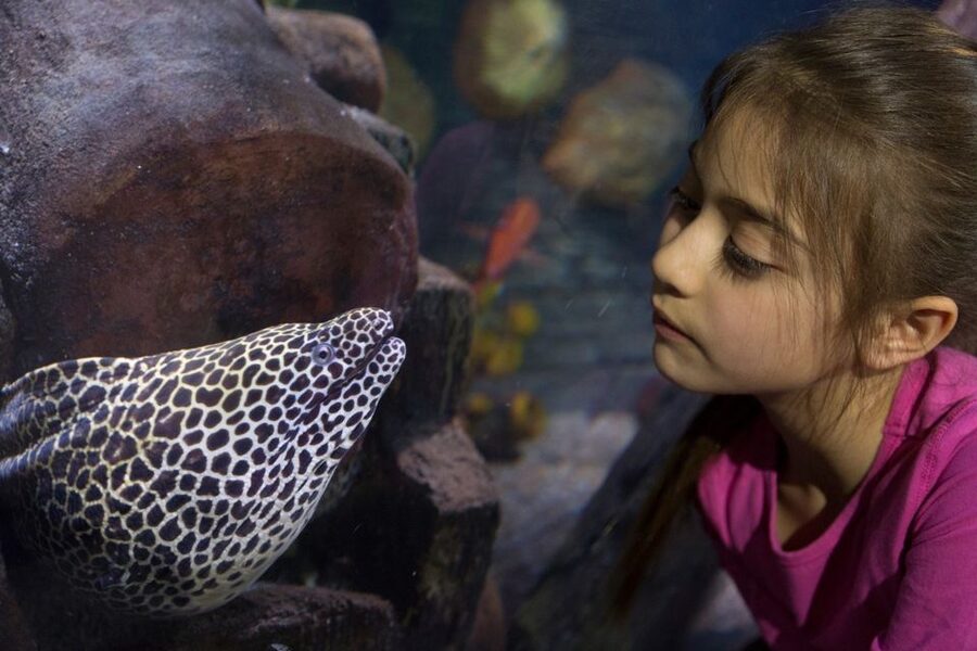 Loch Lomond: Sea Life Entrance Ticket - Otters Lily, Pickle, and Cub are the crowd favorites