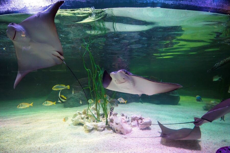 Loch Lomond: Sea Life Entrance Ticket - Feeding talks add value to the ticket