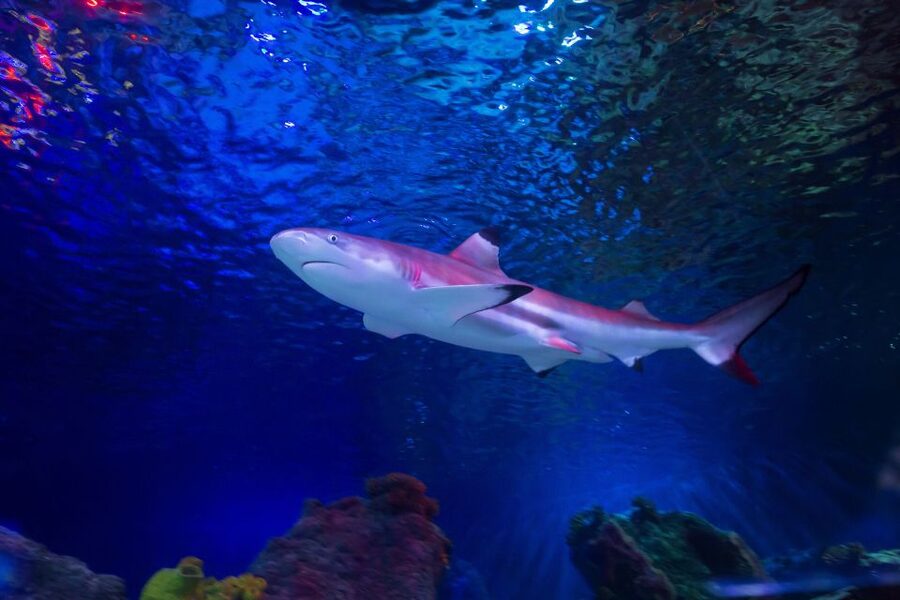 Loch Lomond: Sea Life Entrance Ticket - Who should book Sea Life Loch Lomond?