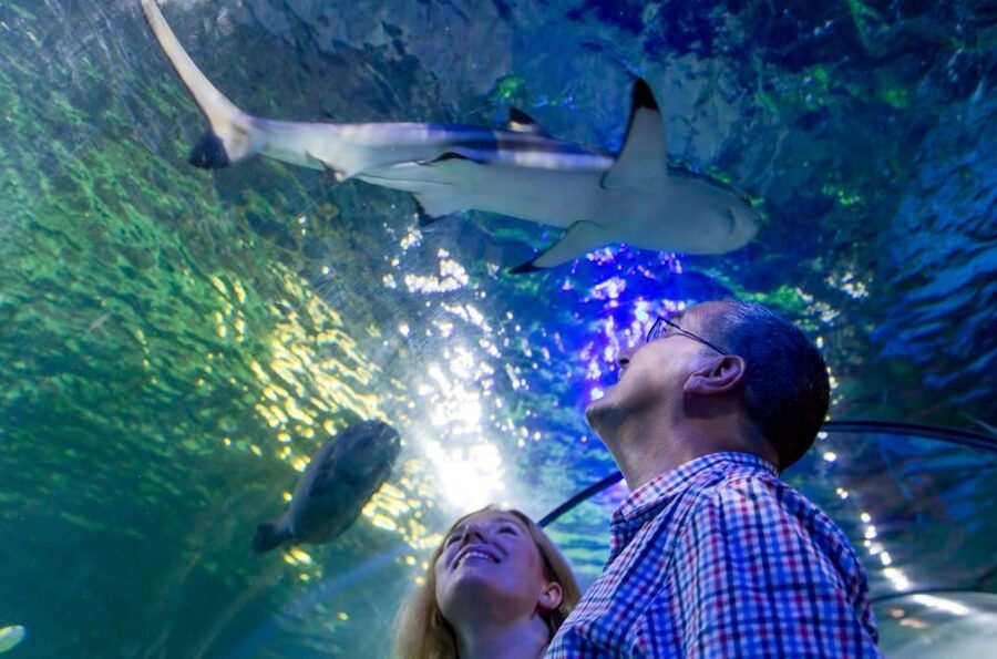 Loch Lomond: Sea Life Entrance Ticket - The rock pool gives children something to do