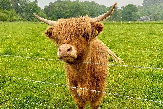 Loch Ness, Culloden, Clava and whisky/gin tour from Inverness. - Beauly: priory, produce, and Highland cattle