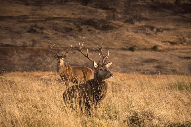 Loch Ness, Scottish Highlands, Glencoe and Pitlochry Tour - Fort William and Ben Nevis from the road