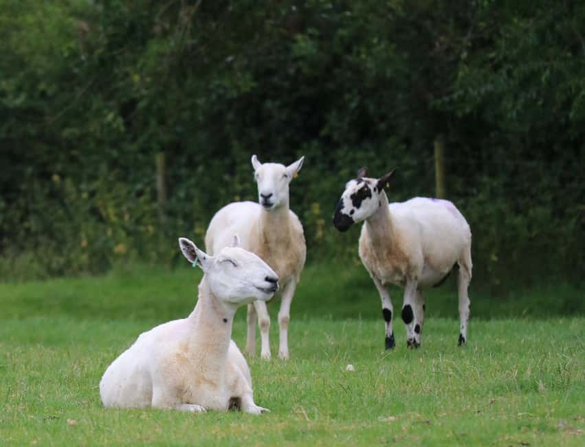 London: Full Day Cotswolds Tour with Shakespeare's Stratford - Chipping Campden combines architecture and lunch time