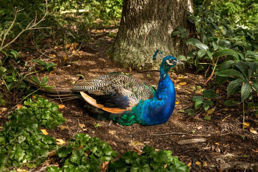 London: Kew Gardens Admission Ticket - Why Kew Gardens deserves a full London day