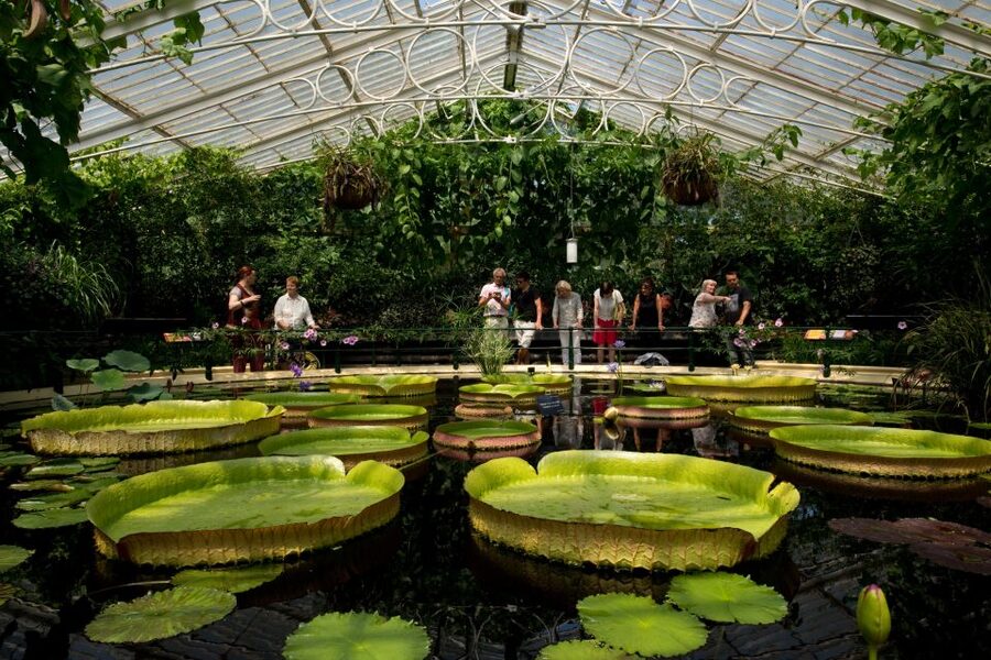 London: Kew Gardens Admission Ticket - The treetop walkway gives Kew a new angle