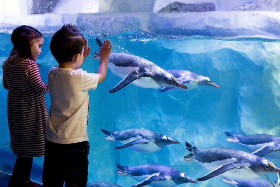 London: Madame Tussauds, London Eye & SEA LIFE Combo Ticket - SEA LIFE London: a family-friendly change of pace