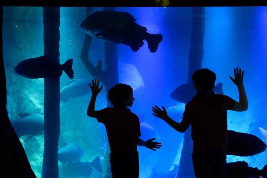 London: Madame Tussauds, SEA LIFE and London Dungeon Entry - Three floors of sea life at SEA LIFE London